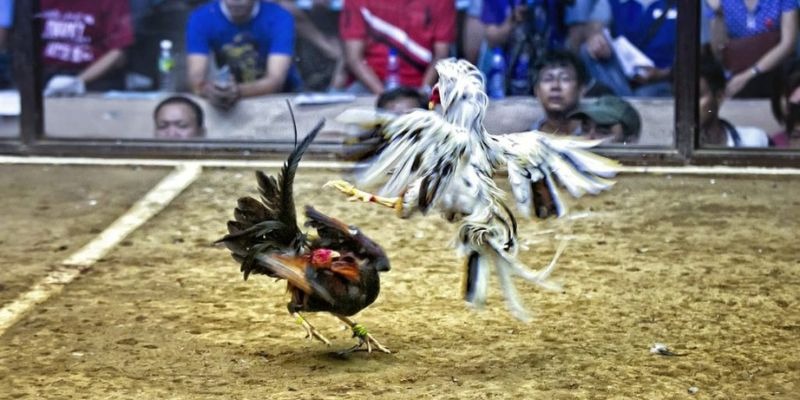 vietjack 12 qq88 bắn cá